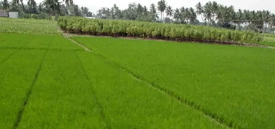 Agriculture Feature